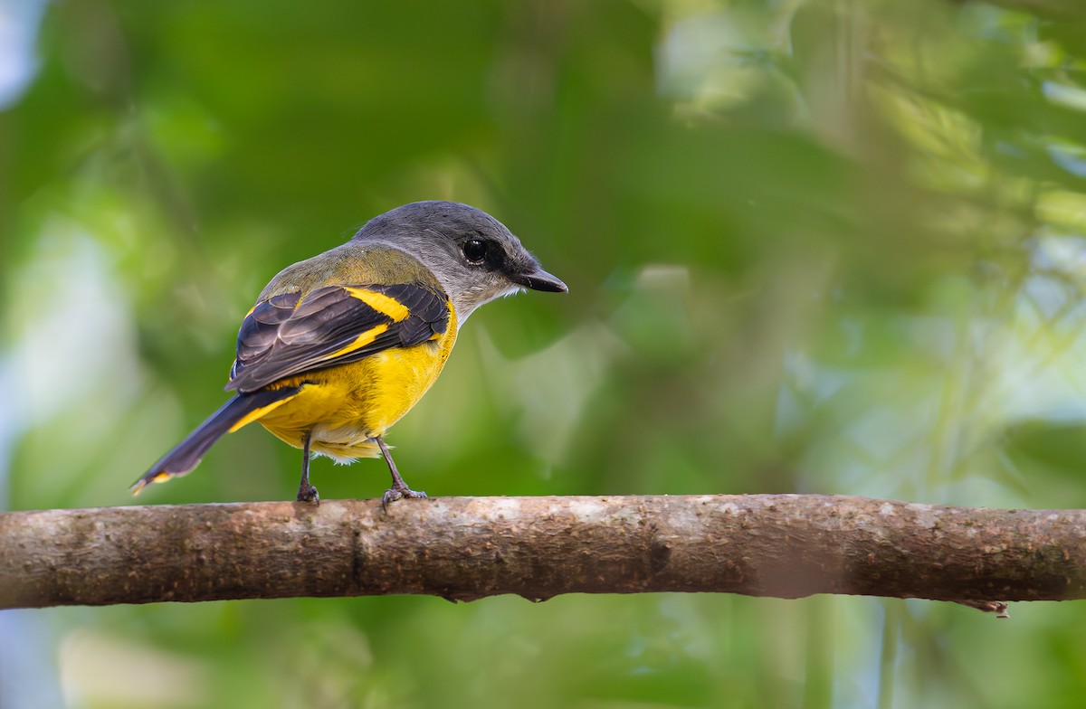 Личинкоїд сірощокий - ML645373579