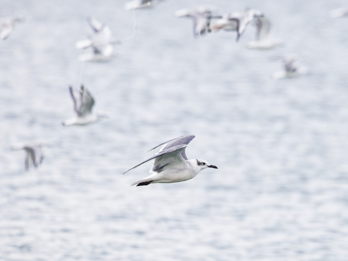 Laughing Gull - ML645373583