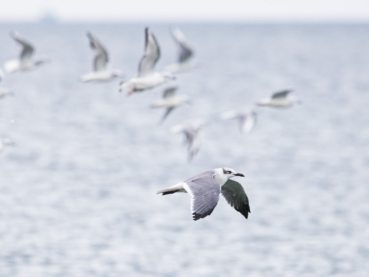 Laughing Gull - ML645373584