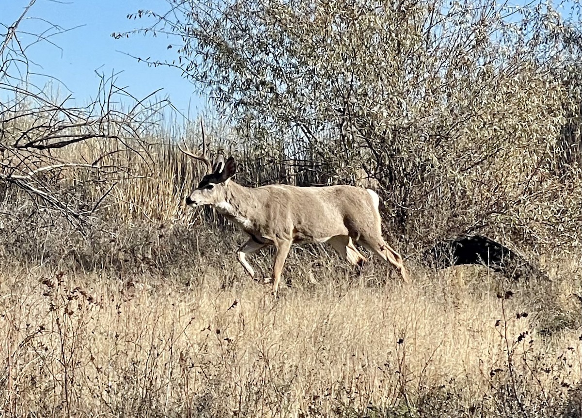 Mammals - ML645373585