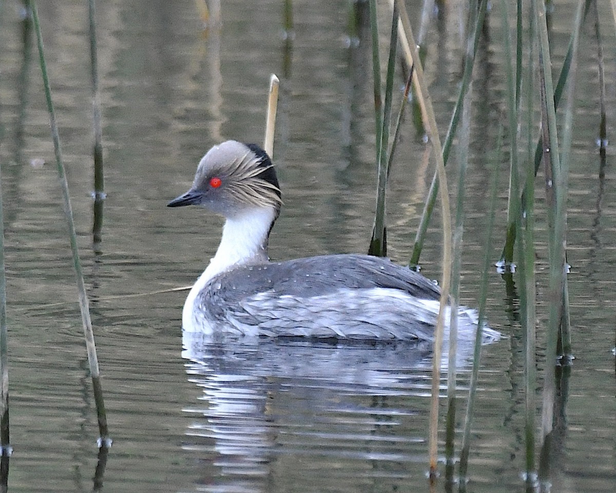 potápka stříbřitá (ssp. occipitalis) - ML645373589