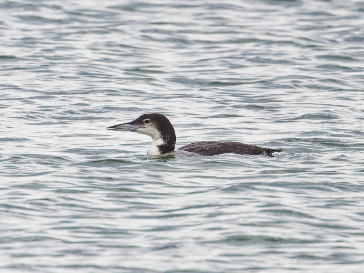 Common Loon - ML645373593