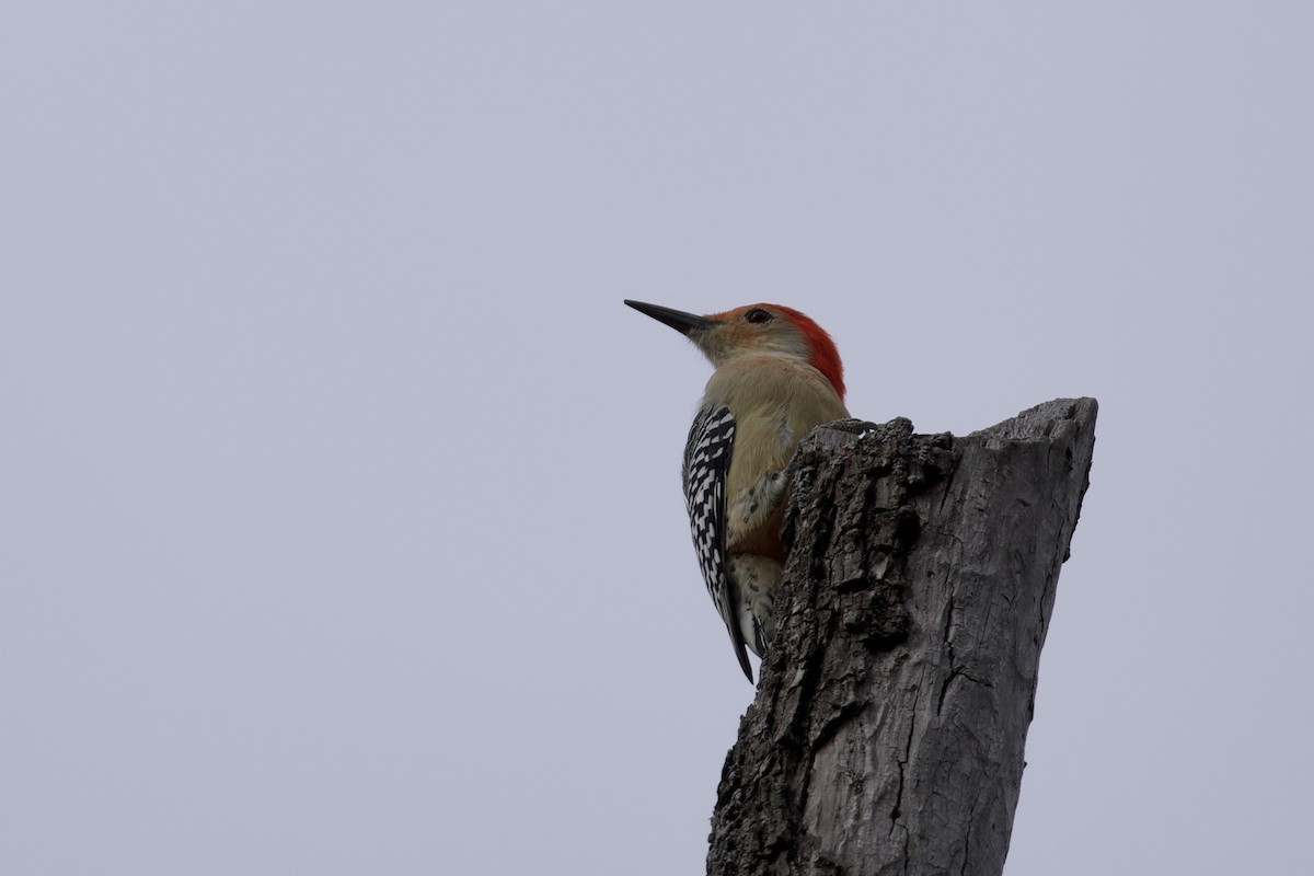 Carpintero de Carolina - ML645373595