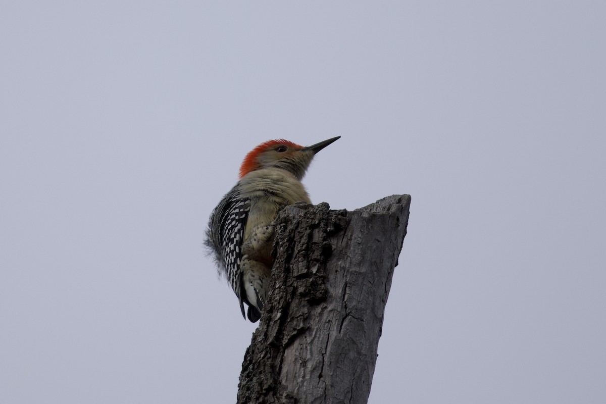 Carpintero de Carolina - ML645373596