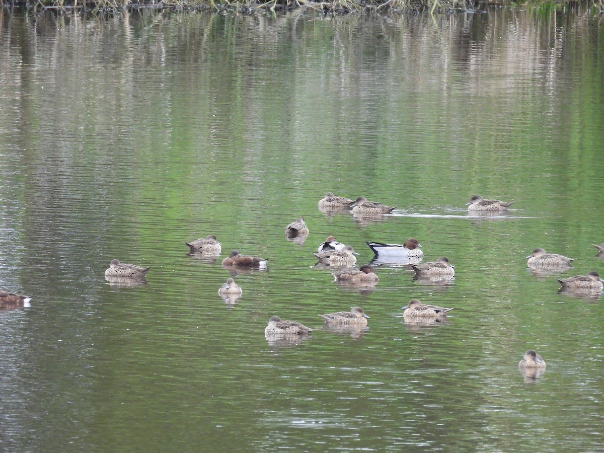 Hardhead - ML645373597