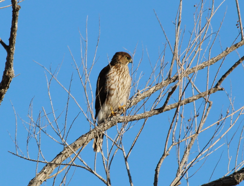 Яструб чорноголовий - ML645373601