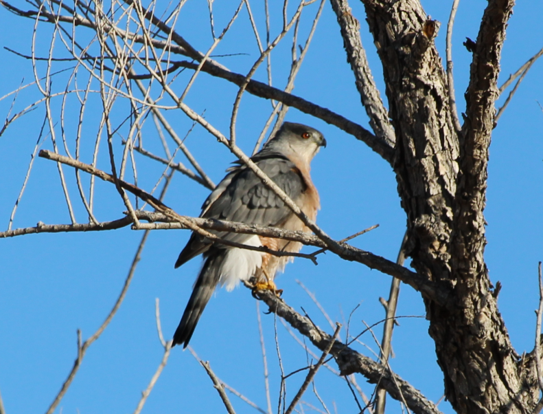 Яструб чорноголовий - ML645373602