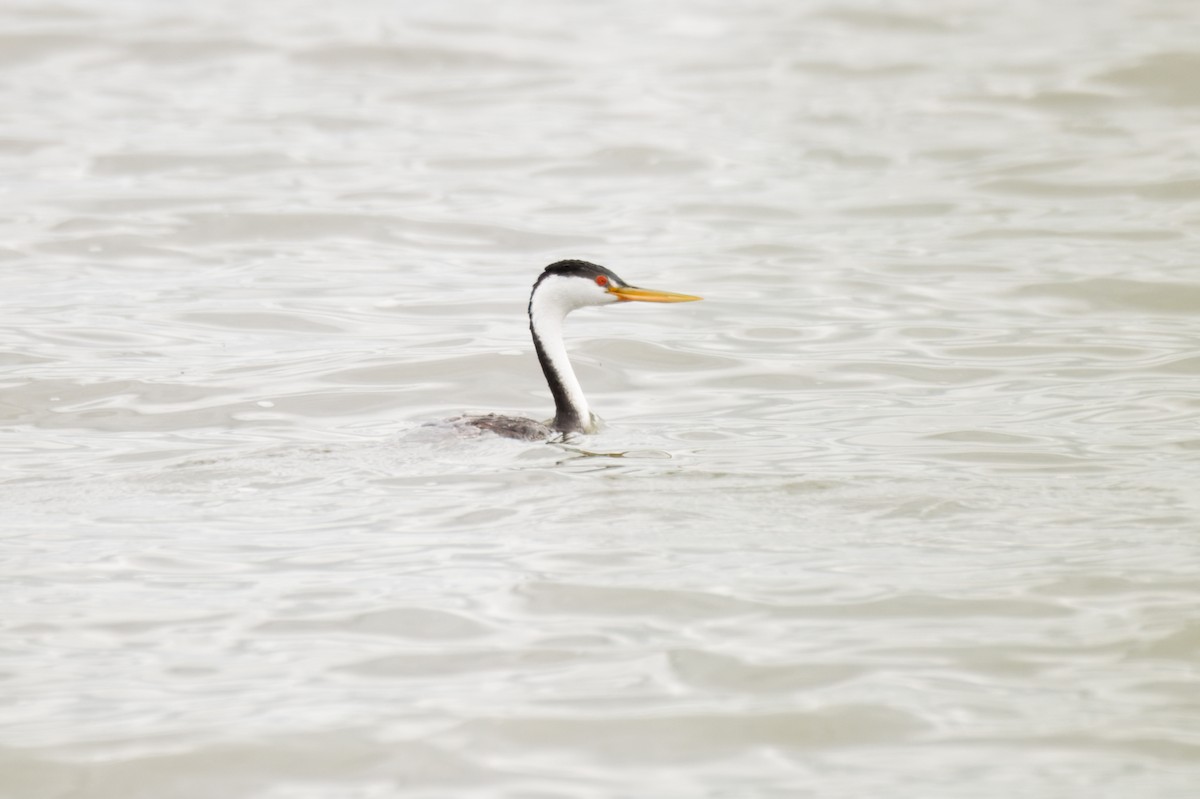 Western x Clark's Grebe (hybrid) - ML645373604