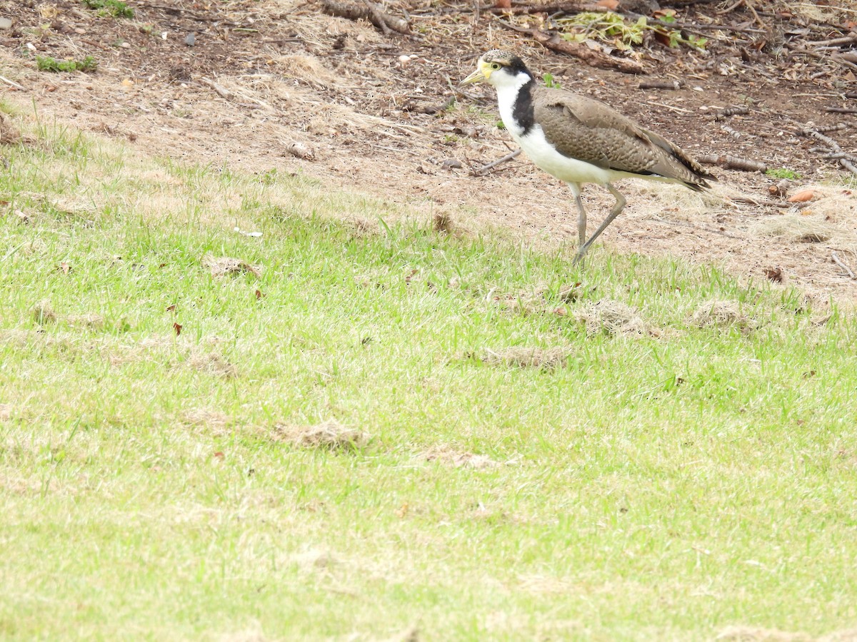 čejka australská (ssp. novaehollandiae) - ML645373606