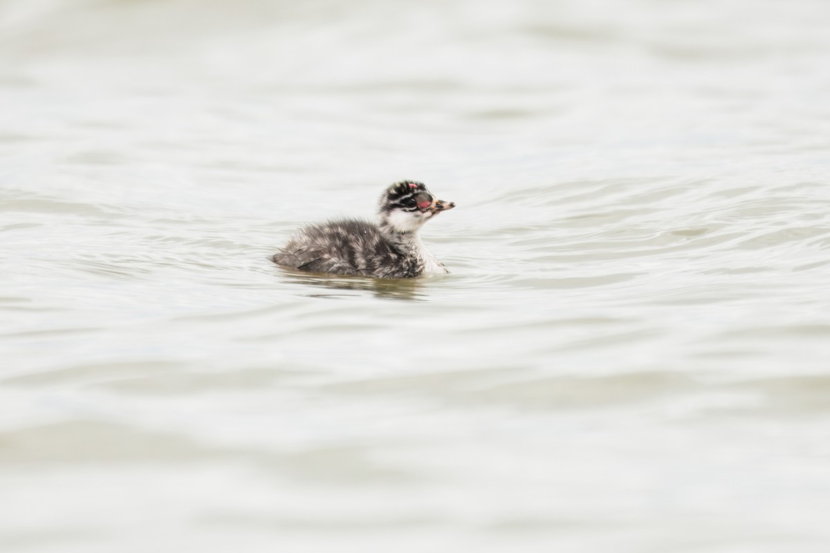黑頸鸊鷉 - ML645373608