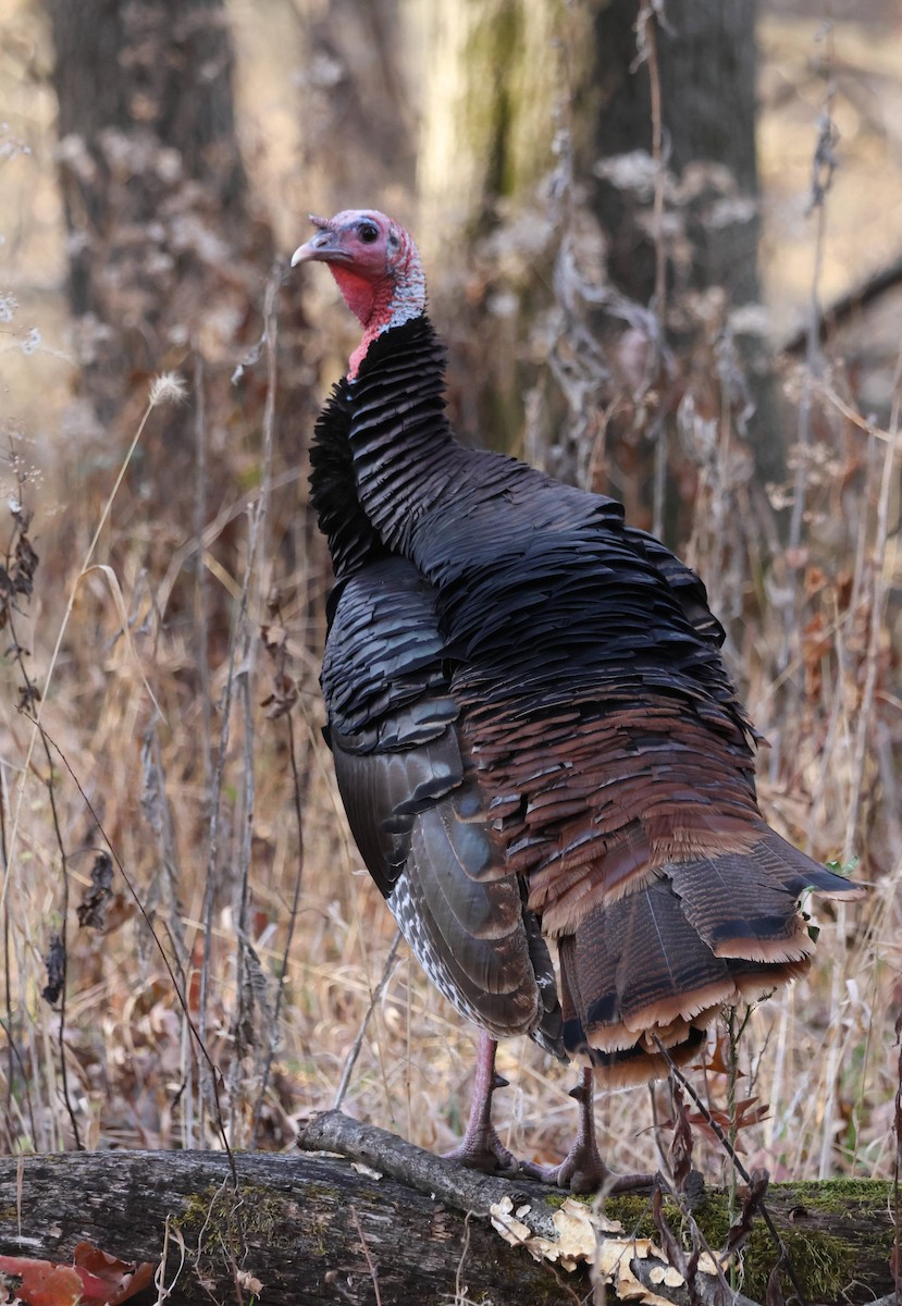 Wild Turkey - ML645373610