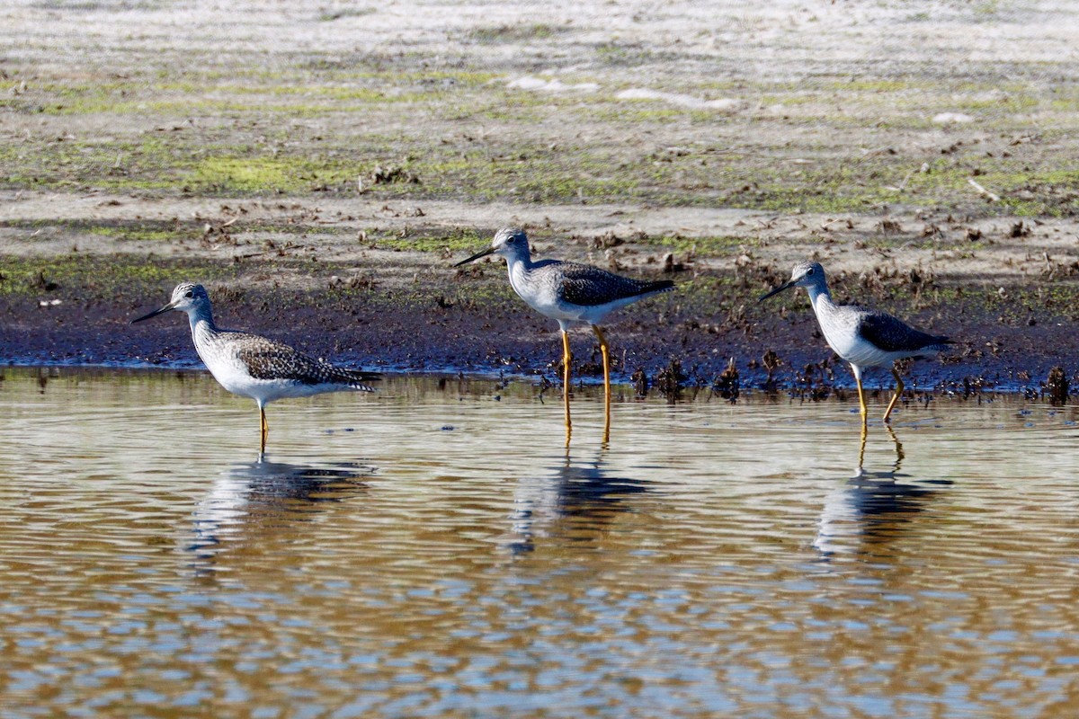 Greater Yellowlegs - ML645373611