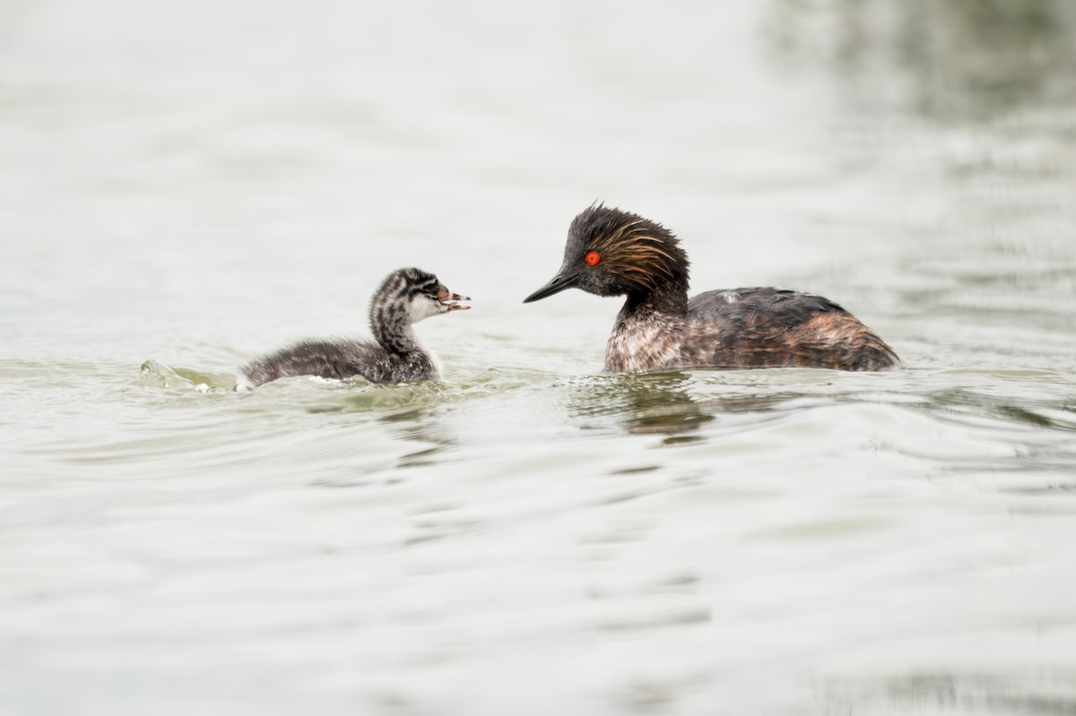 黑頸鸊鷉 - ML645373612