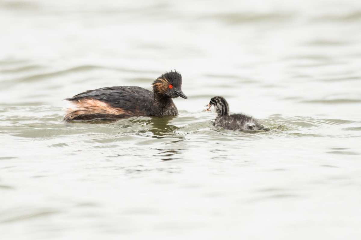 黑頸鸊鷉 - ML645373615