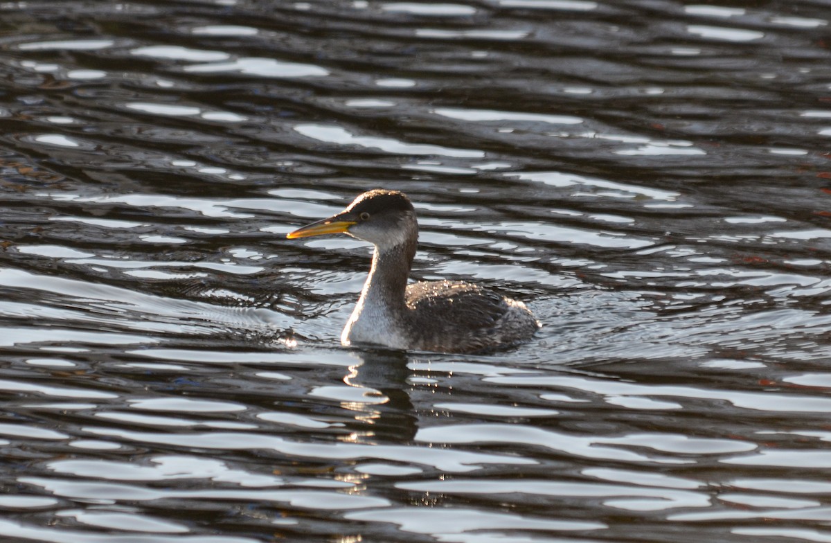 potápka rudokrká - ML645373616