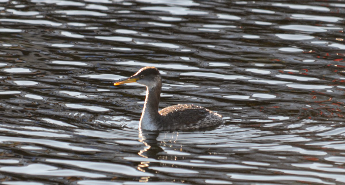 potápka rudokrká - ML645373617