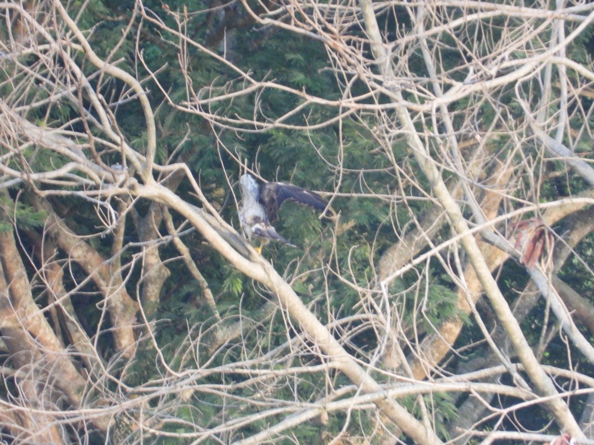 Свенсонов канюк - ML645373622