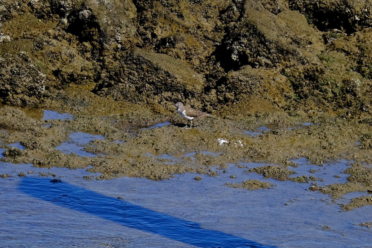 Common Sandpiper - ML645373623