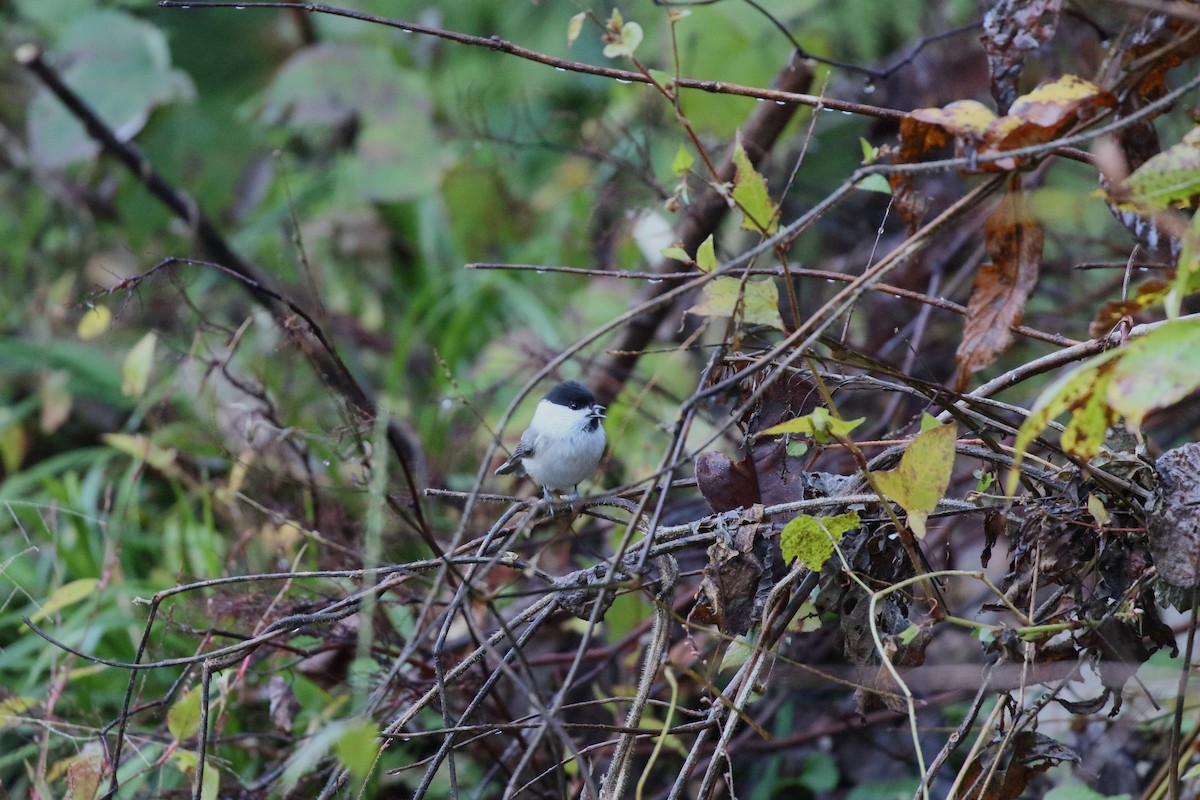 Пухляк - ML645373636