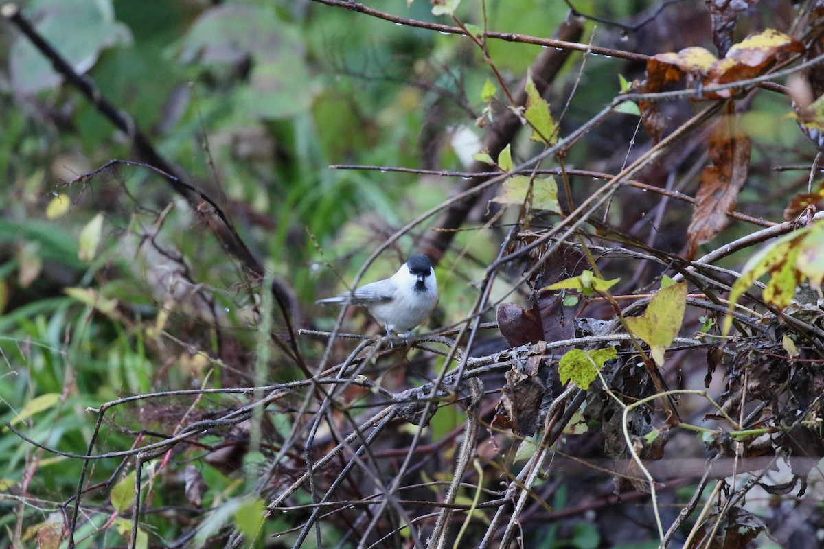 Пухляк - ML645373637