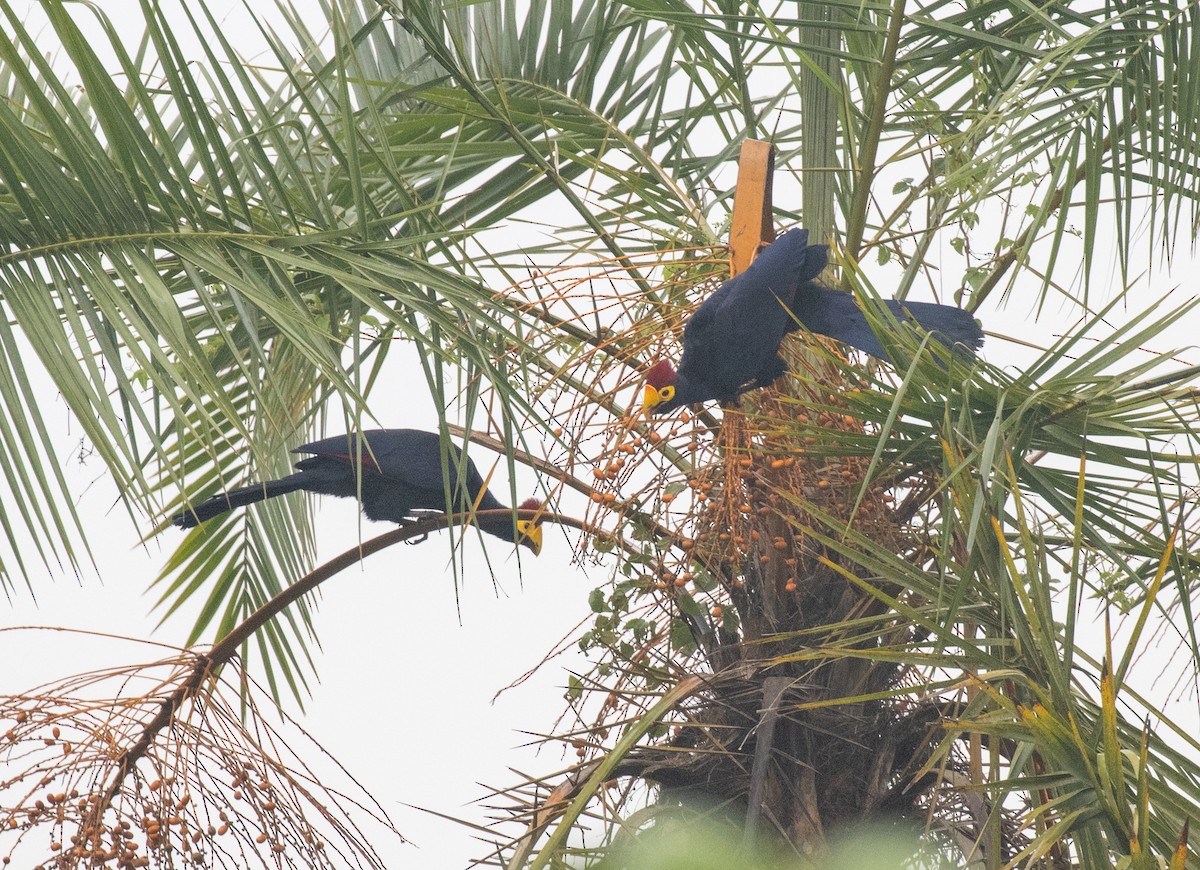 Турако червоночубий - ML645373639