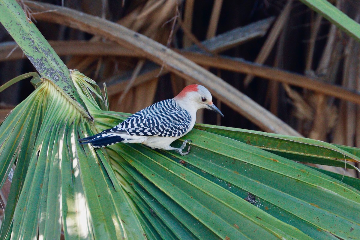 Carpintero de Carolina - ML645373643