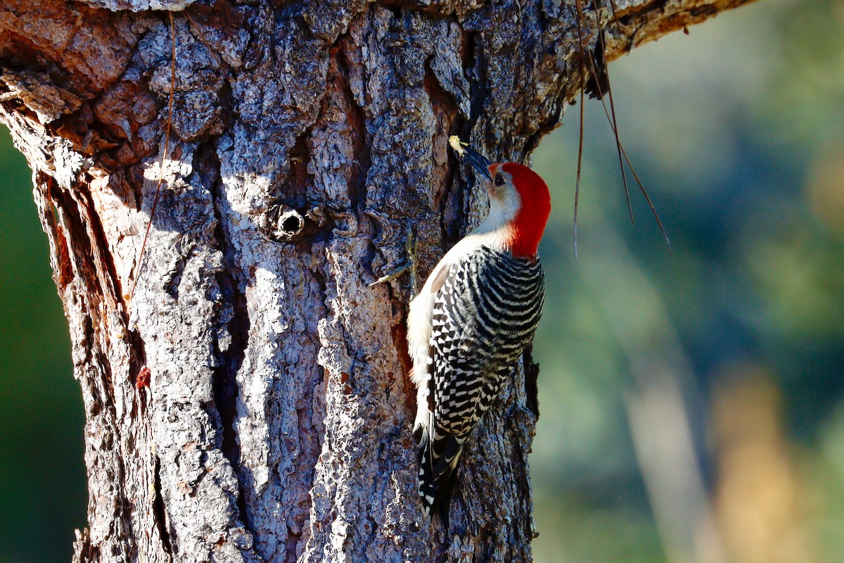 Carpintero de Carolina - ML645373644