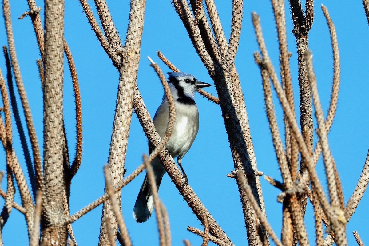 Blue Jay - ML645373655