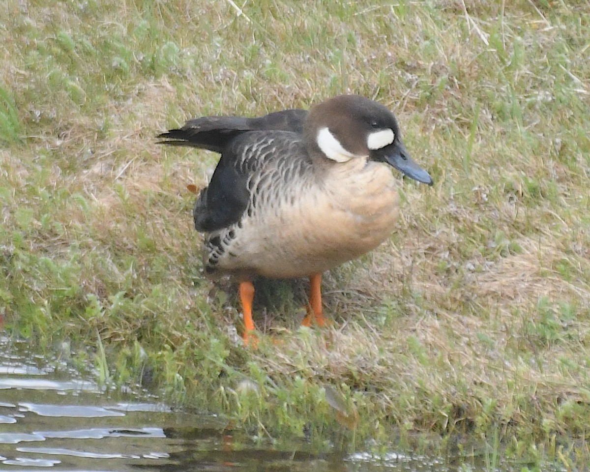 Spectacled Duck - ML645373662