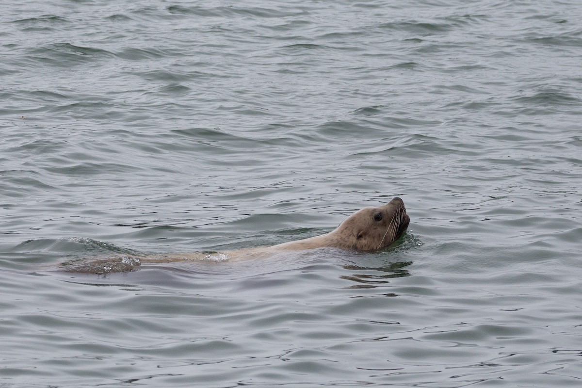 Steller Sea Lion - ML645373666