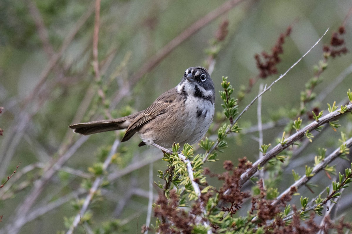 Bell's Sparrow - ML645373686