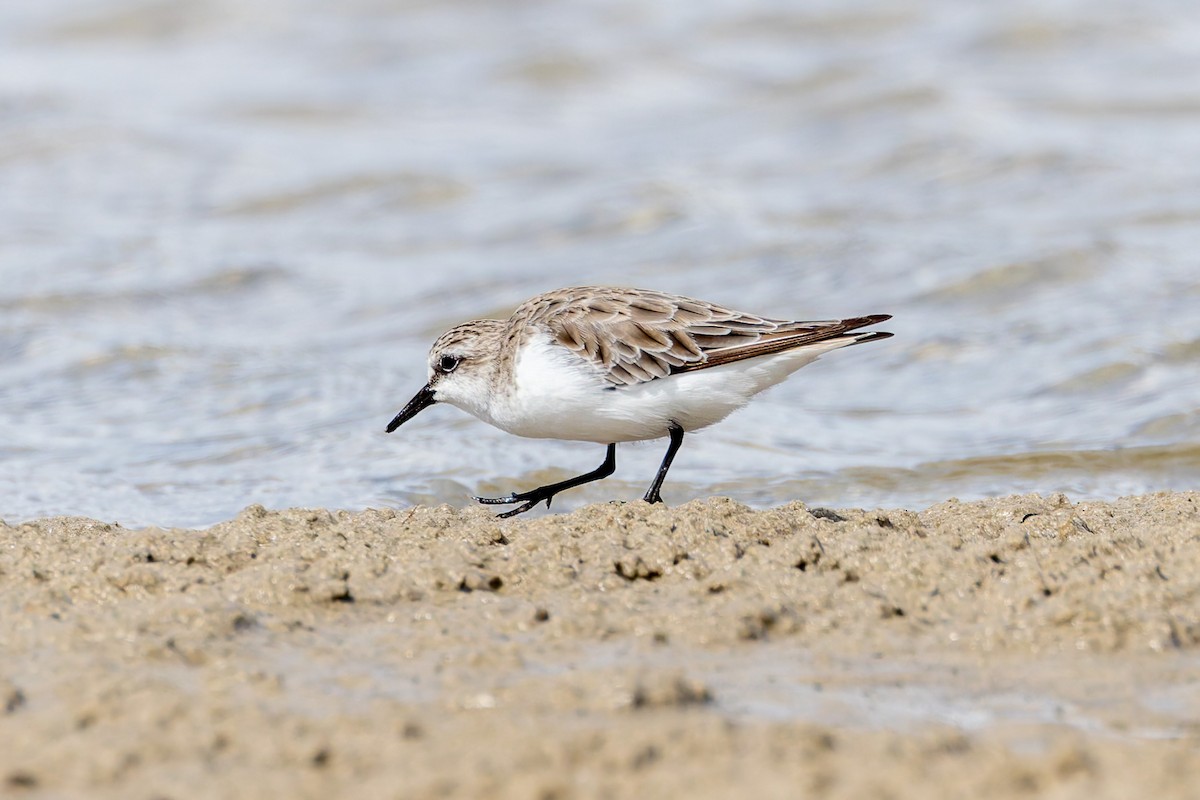 Red-necked Stint - ML645373692