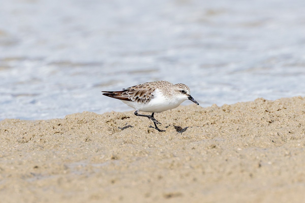 Red-necked Stint - ML645373693