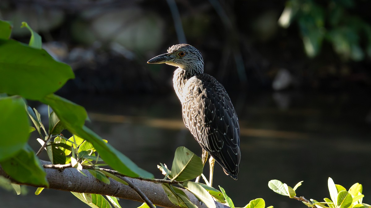 Yellow-crowned Night Heron - ML645373698