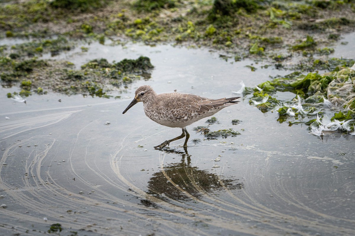 Red Knot - ML645373699