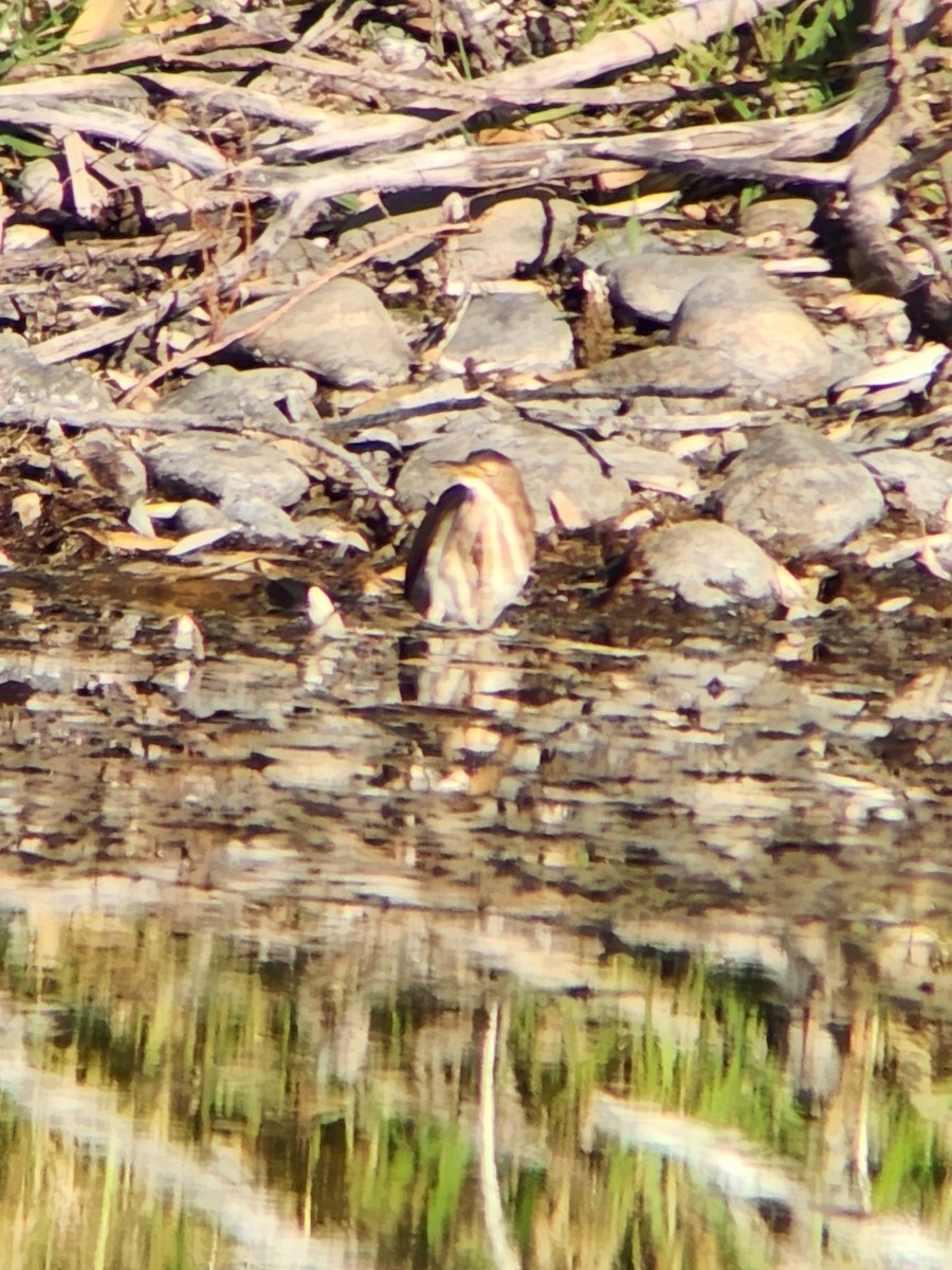 コヨシゴイ - ML645373705