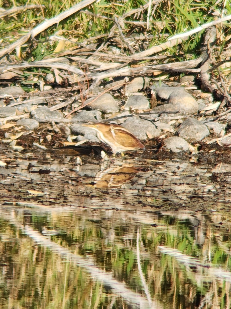 コヨシゴイ - ML645373707