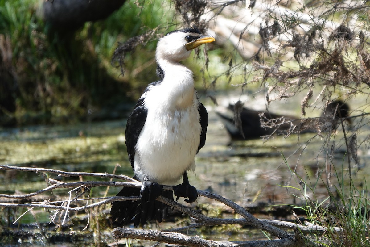 Little Pied Cormorant - ML645373709