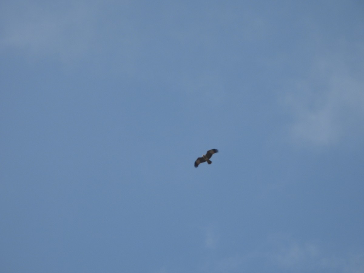 Greater Spotted Eagle - ML645373710