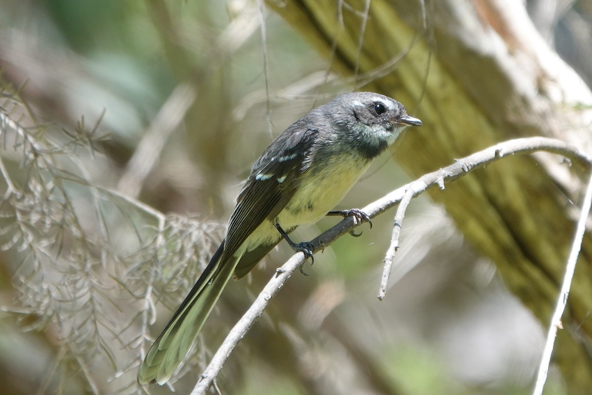 Gray Fantail - ML645373717