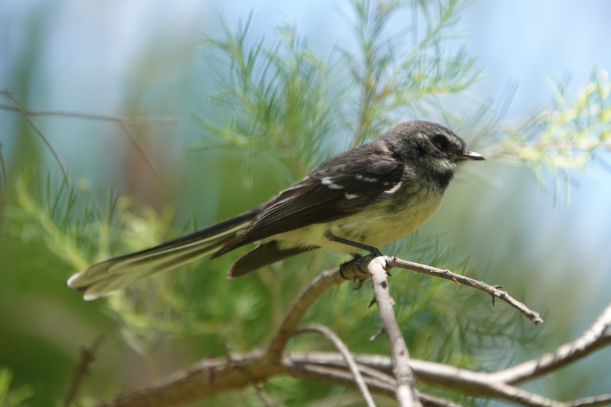 Gray Fantail - ML645373720