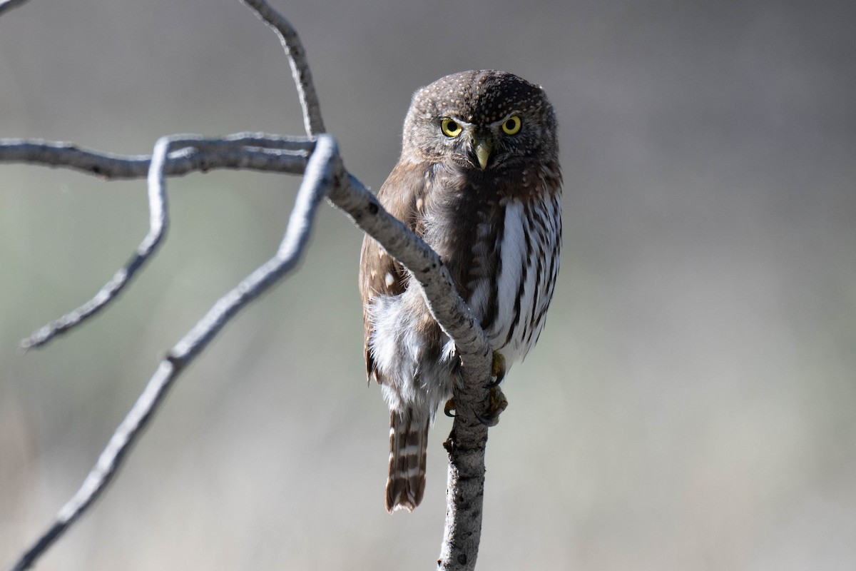 Northern Pygmy-Owl - ML645373723