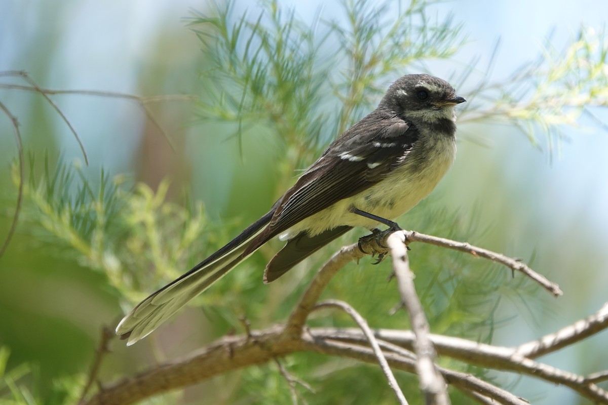 Gray Fantail - ML645373727