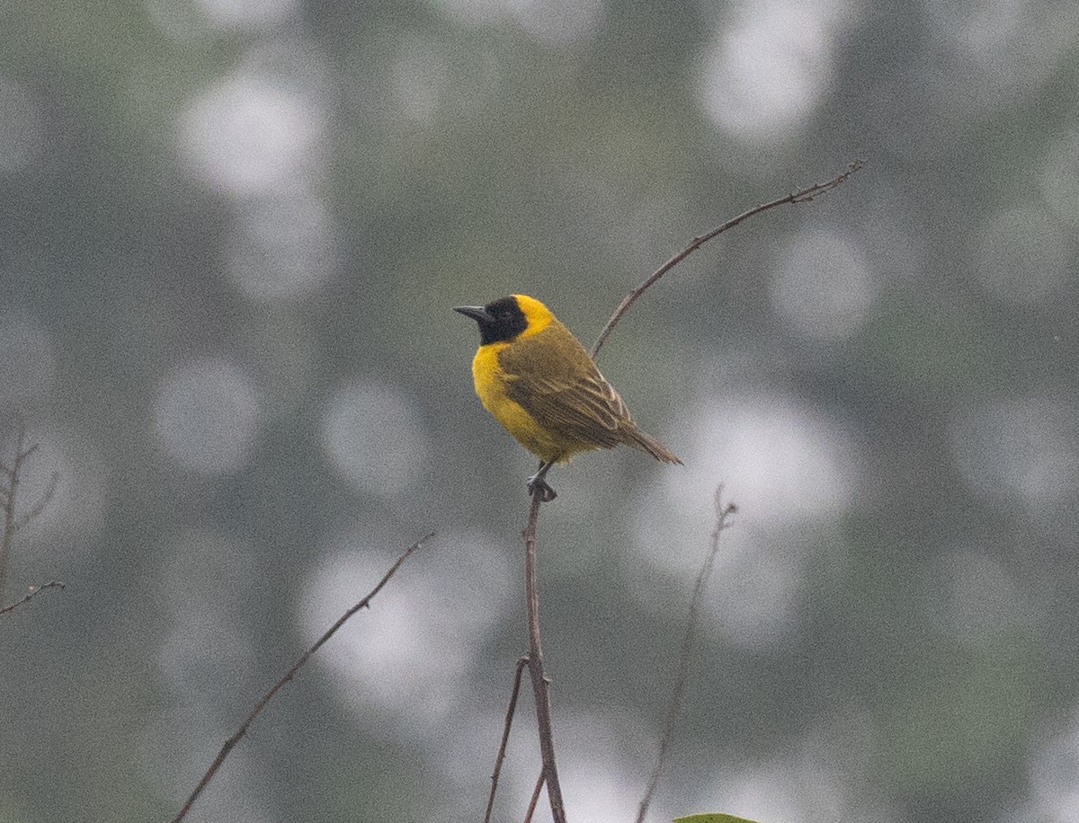 Slender-billed Weaver - ML645373748