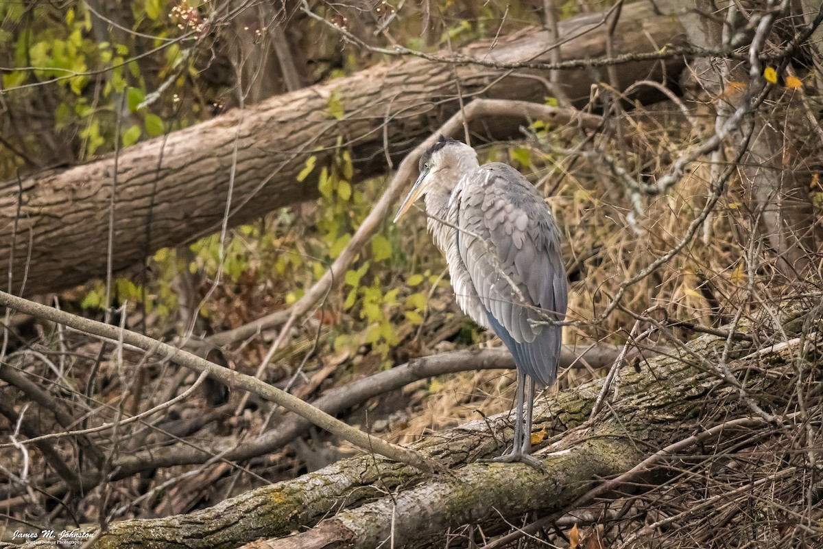 Great Blue Heron (Great Blue) - ML645373753