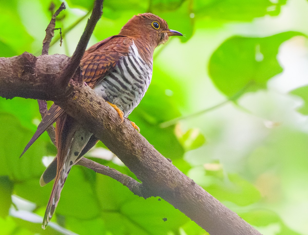 Lesser Cuckoo - ML645373765