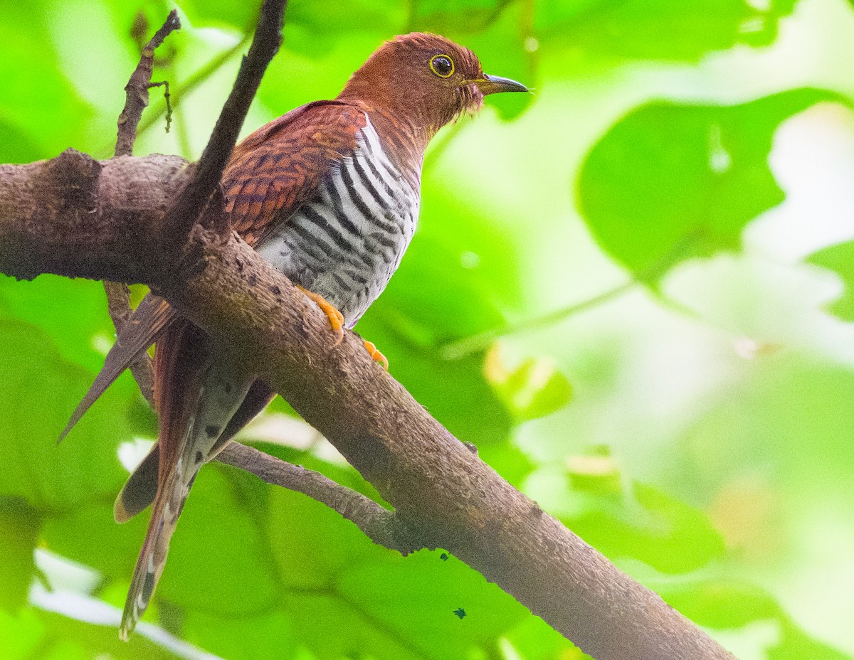 Lesser Cuckoo - ML645373767