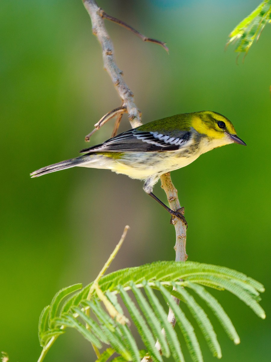 Black-throated Green Warbler - ML645373768