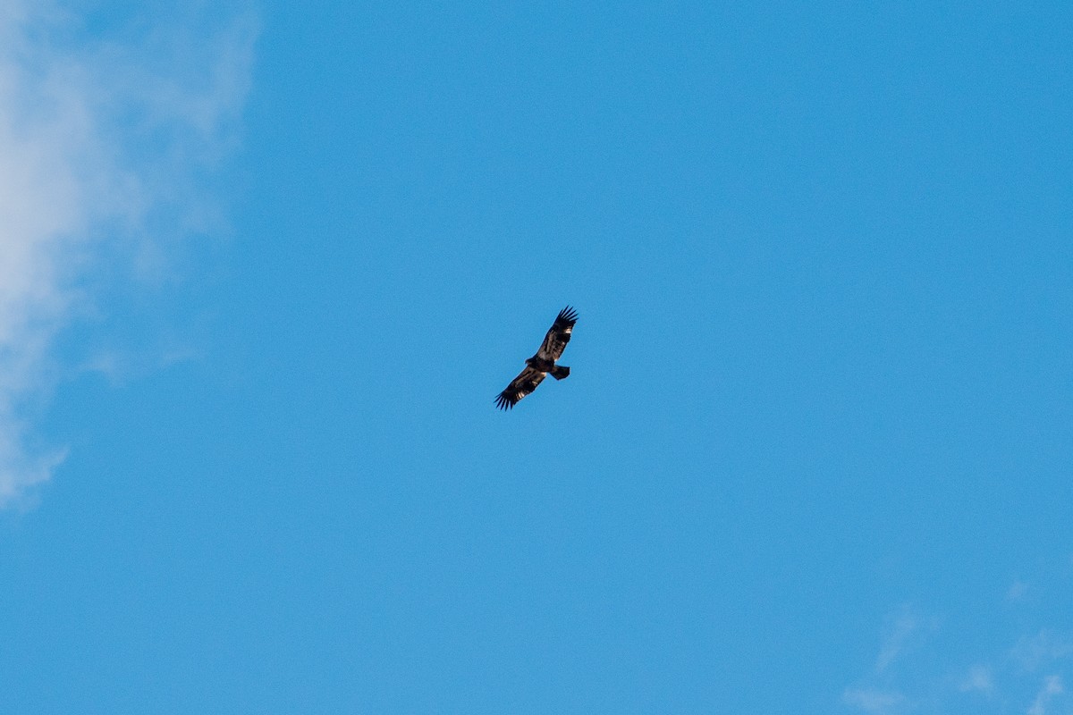 orel bělohlavý - ML645373780