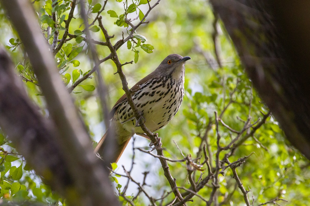 Long-billed Thrasher - ML645373787
